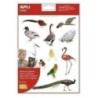 17630-GOMETS APLI (17630) AVES .Bl.2h precio por 5 unidades