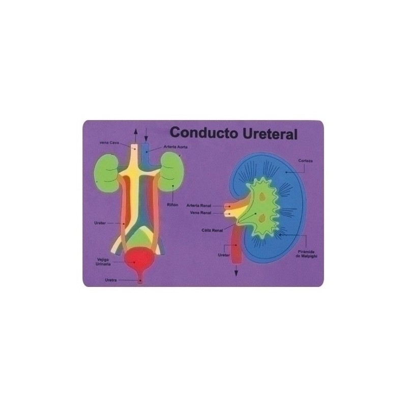 5027/68003100-GOMA EVA FIXO PUZZLE 26x36 SISTEMA RENAL precio por 1 unidades