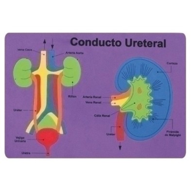 5027/68003100-GOMA EVA FIXO PUZZLE 26x36 SISTEMA RENAL precio por 1 unidades