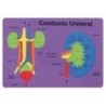 5027/68003100-GOMA EVA FIXO PUZZLE 26x36 SISTEMA RENAL precio por 1 unidades