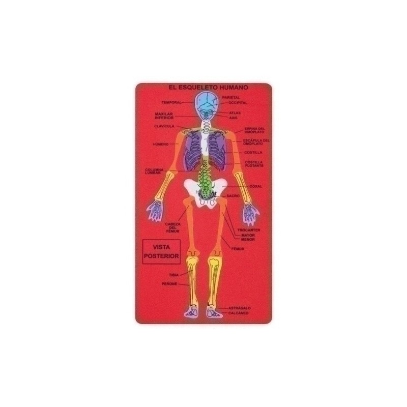 5031/68003500-GOMA EVA FIXO PUZZLE 15x28 ESQUELETO HUM precio por 1 unidades