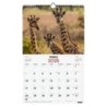 780565025-CAL.FIN.CAT. PARET 250x400 FAUNA SALVATG precio por 1 unidades